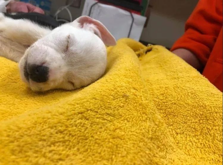 Tiny puppy found nearly frozen to death on side of road
