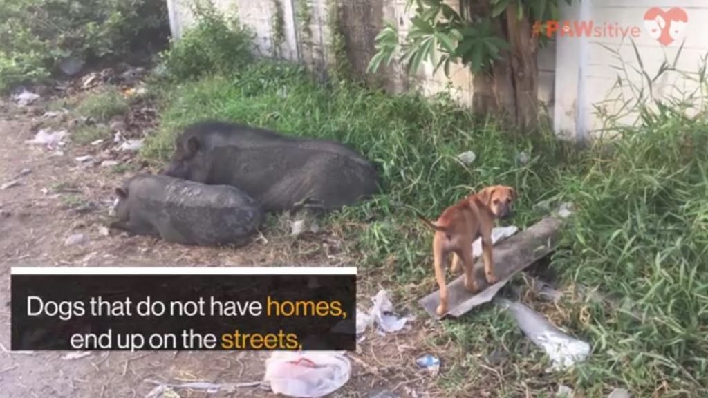 Homeless Puppy Living Among Pigs In Thailand Gets The Chance Of A Lifetime