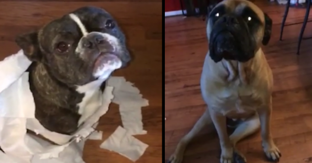 Guilty French Bulldog Gets In Trouble, And His Mastiff Friend Is No Help