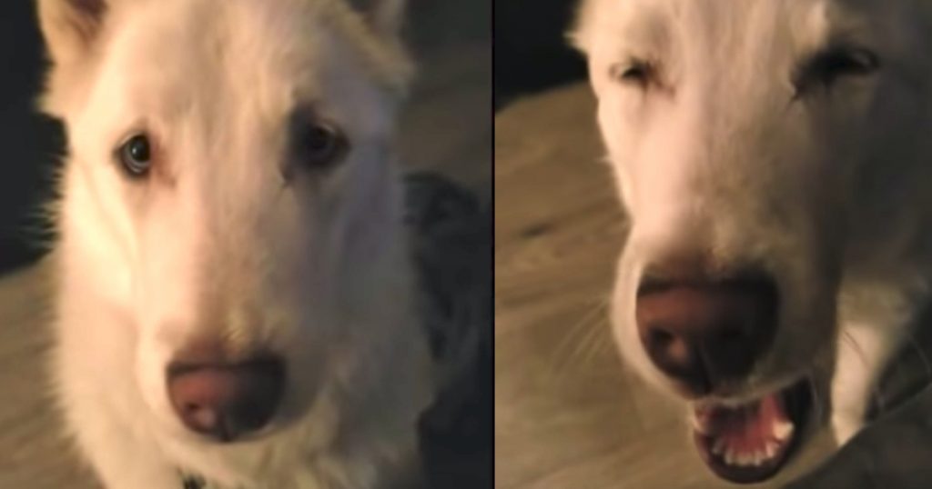 Dog Doesn’t Want To Go To Bed Just Yet, Has Some Choice Words For Dad