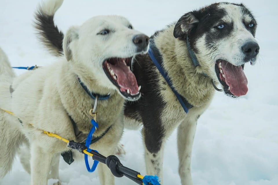 Iditarod team stops racing after musher yells at one dog