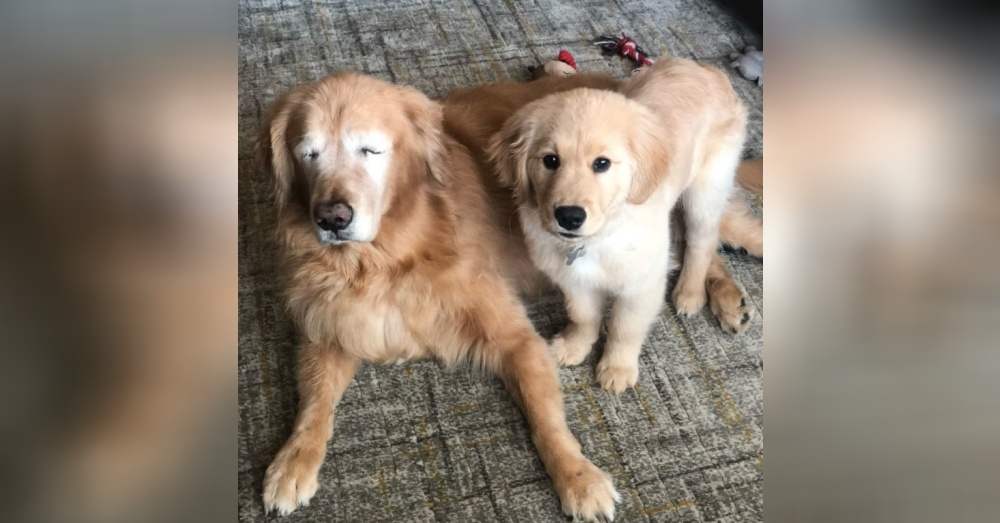 Golden Puppy Becomes Guide Dog For Blind Brother & Their Friendship Is The Cutest.