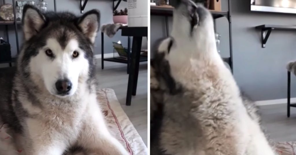 Malamute Knows Exactly When To Come In On ‘If You’re Happy And You Know It’