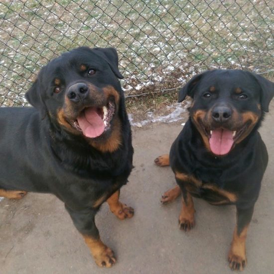 Kato and Kleo – two dogs locked up for 6 years finally freed
