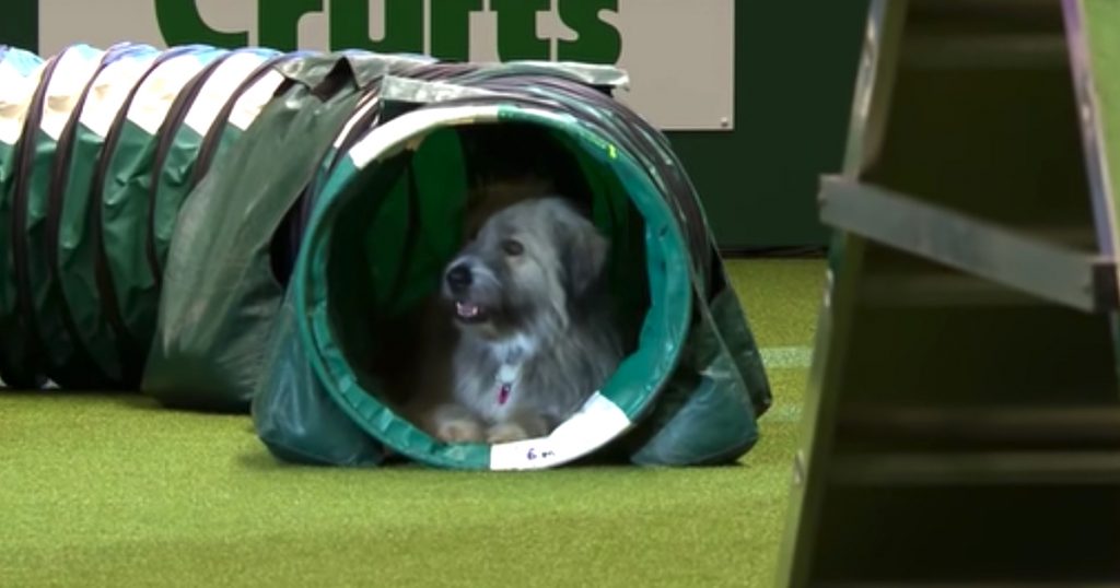 Dog Breaks All The Rules During Agility Run And Has Fun Doing So
