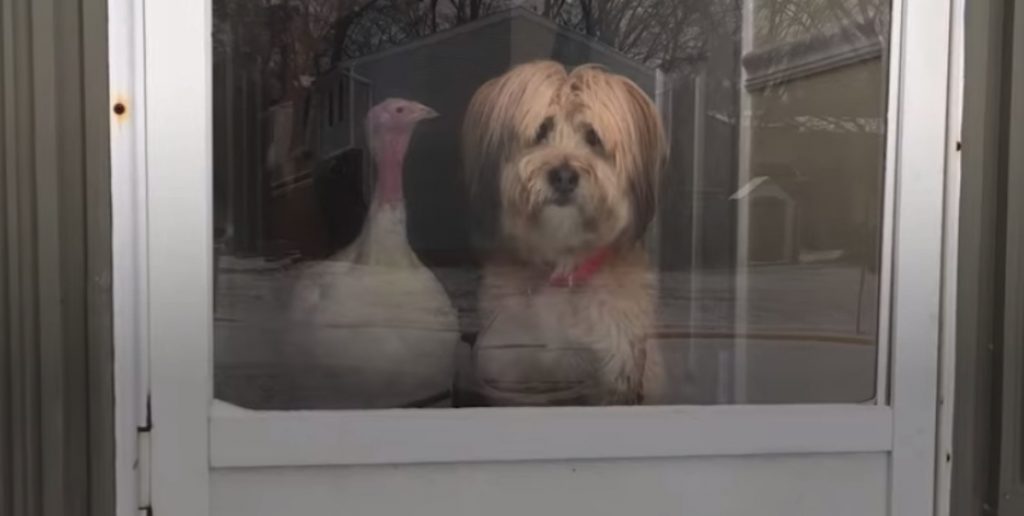 Dog Has A Turkey Best Friend, And They Can’t Stand To Be Apart