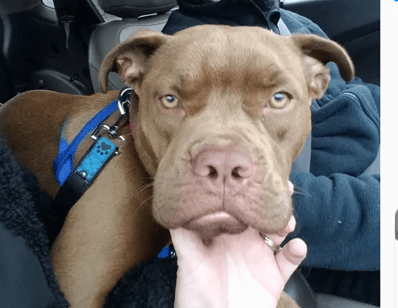 After volunteer drove lost pup 1400 miles home, owner said she didn’t want her