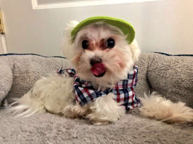 Grandpa Builds Tiny Closet For Dog Who Loves To Wear Clothes