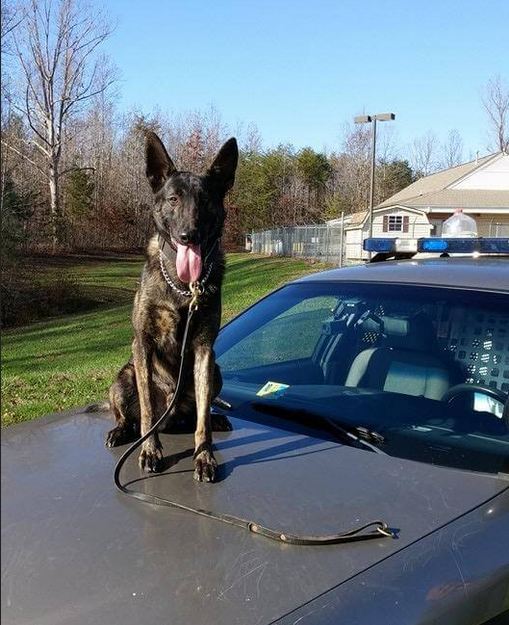 Police dog finds two missing children in less than 15 minutes