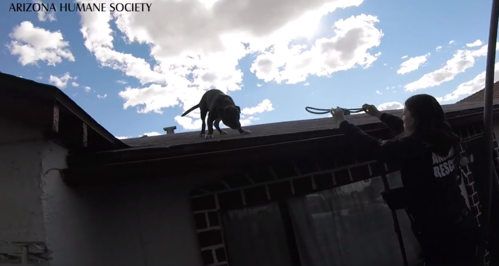 Stray Dog Having Way Too Much Fun On A Roof Is So Happy To See Rescuers