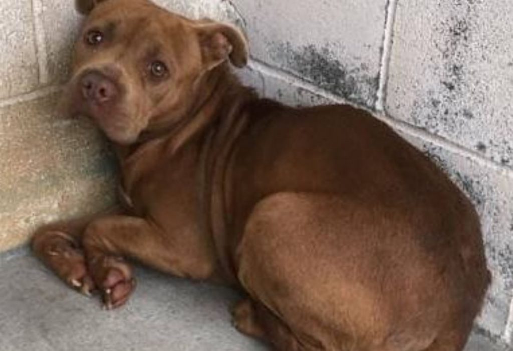 Shelter reaches out for help – dog lost home when her owner died