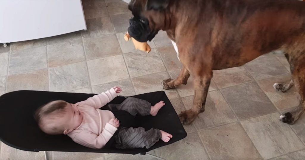 Silly Boxer Found A Way To Get Endless Laughs From His Human Baby Sister