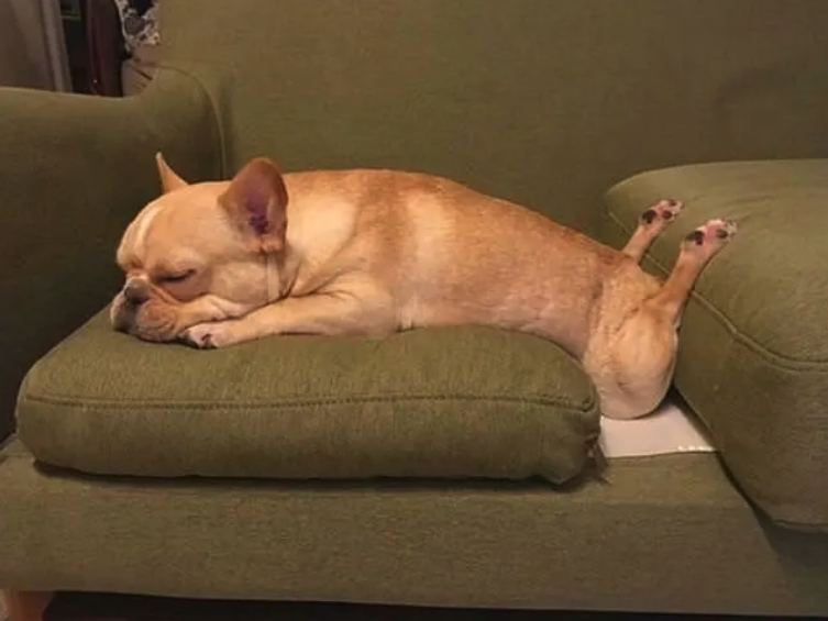 20 Times Dogs Totally Forgot How To Sit