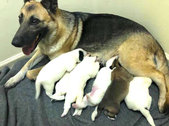 Homeless Dog Surprises Rescuer With Puppies — And One Of Them Is Green