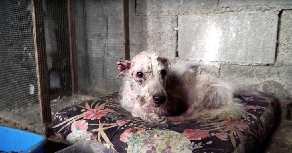 Puppy Locked In A Cold Dungeon Gets To Bask In The Sunshine For The First Time