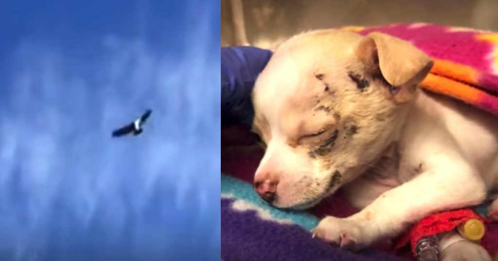 Construction Workers Hear A Puppy’s Cries From Above Just As A Hawk Drops Him