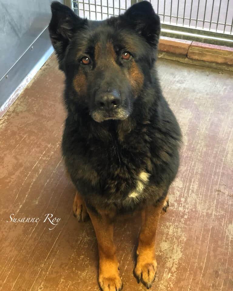 ‘Very good boy’ waits to be noticed after family returned him to shelter