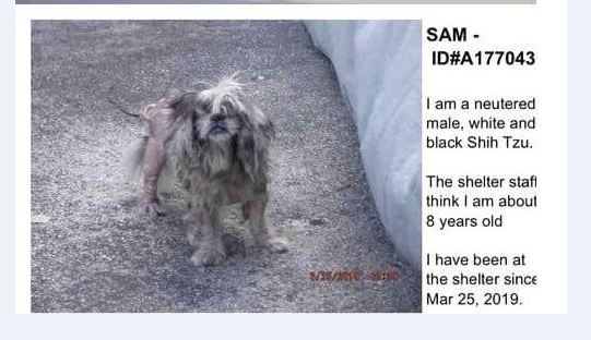 Sam: Once adorable Shih Tzu adopted 3 years ago from Miami shelter