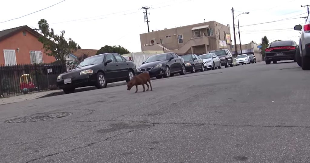Pregnant Dog Wandered The Streets Looking For A Safe Place To Give Birth