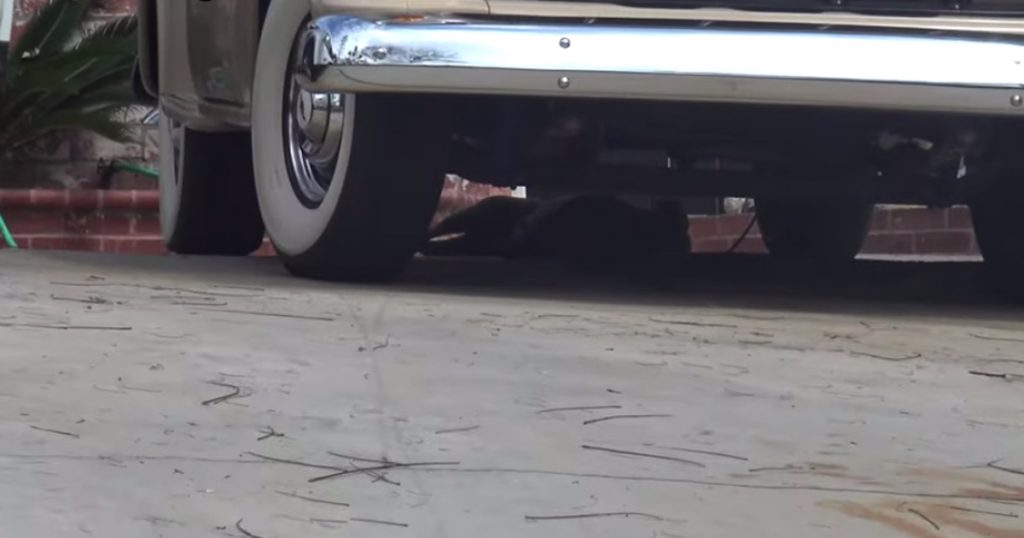 Abandoned Pit Bull Tried Hiding From The World Underneath A Vehicle