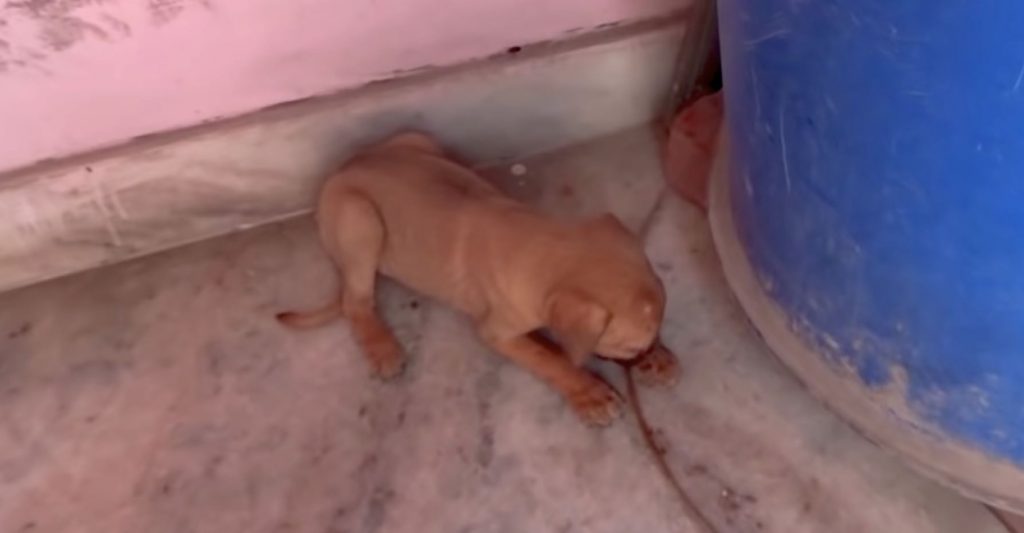 Puppy Couldn’t See But Would Soon Be Able To Open His Eyes To True Love