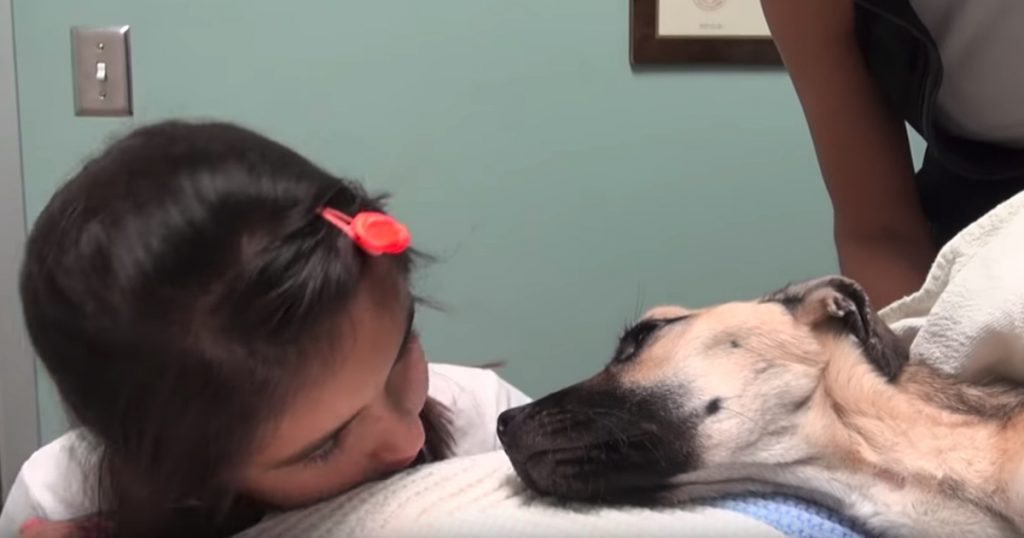 Little Girl Looks Into The Eyes Of A Dog Who’d Given Up, And Hope Is Restored