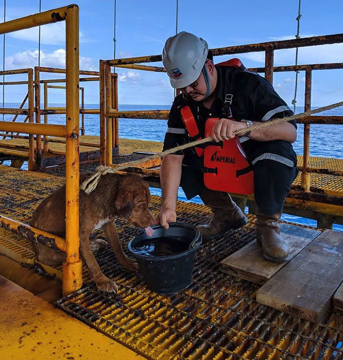 Lost Dog 130 Miles Away From Shore Is Exhausted When Found By Oil Rig Workers