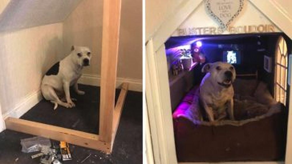 Dog With Trust Issues Gets His Own Corner Of The House To Make Him Feel Secure