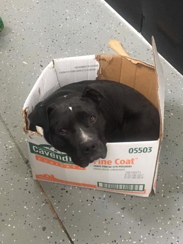 Homeless Dog Sleeps In A Cardboard Box Because It’s The Only Way He Feels Safe