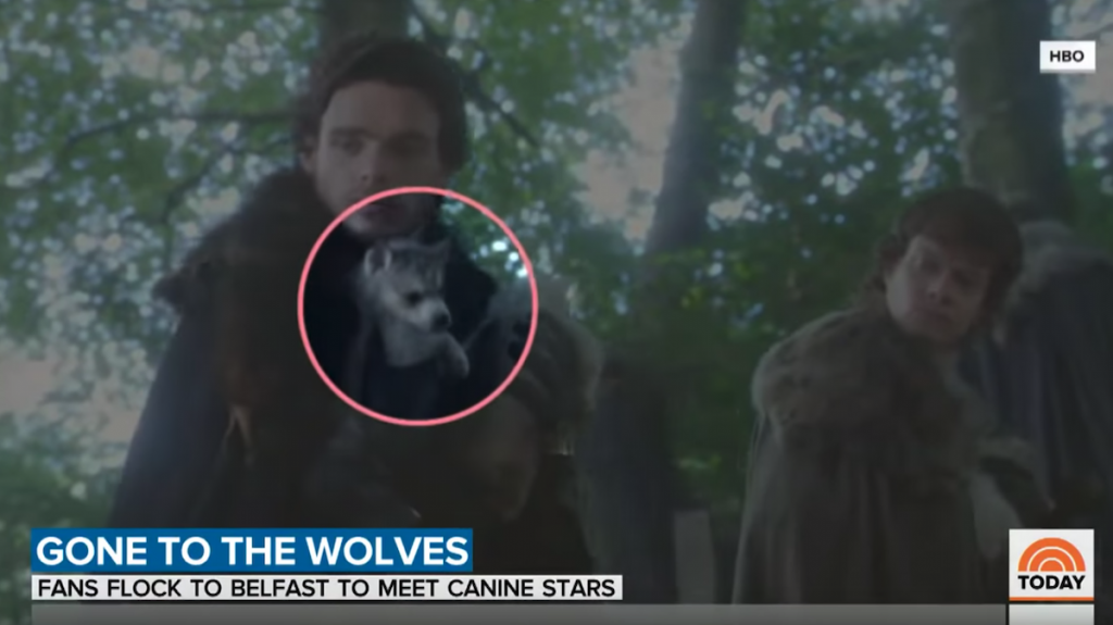 Fans Flock To Meet The Real Dogs Who Play Direwolves In Game Of Thrones