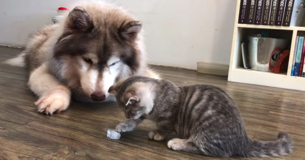 Tiny Kitten Checks Out Ice Cube Before Impatient Husky Intervenes