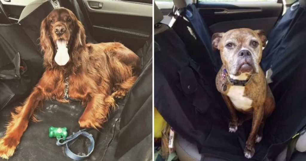 This Car Seat Cover Is Loved By 4,000+ Dog Parents, But Also Please Look At These Pictures Of Good Boys