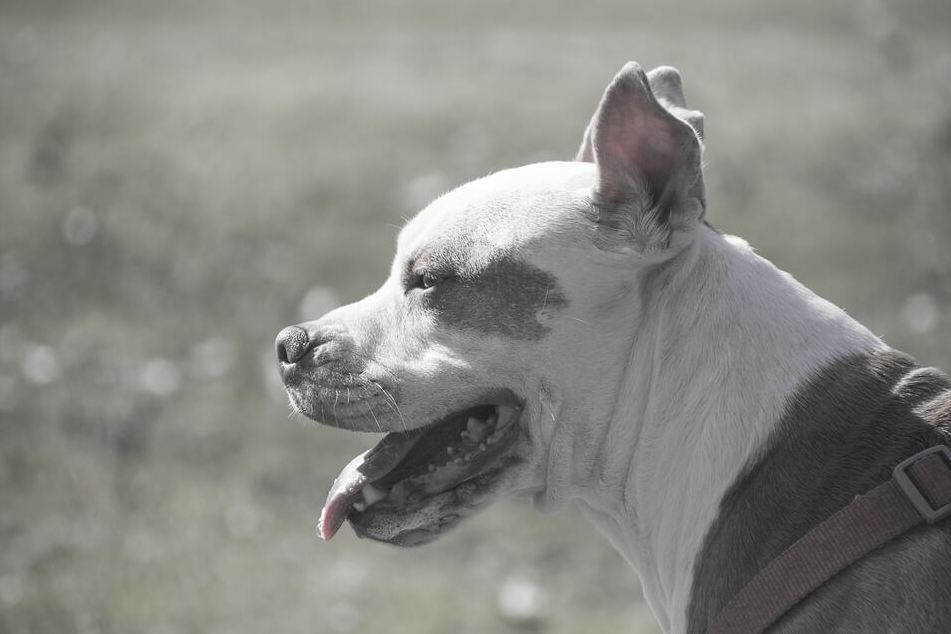 Man facing felony charge for hanging dog from garage rafters