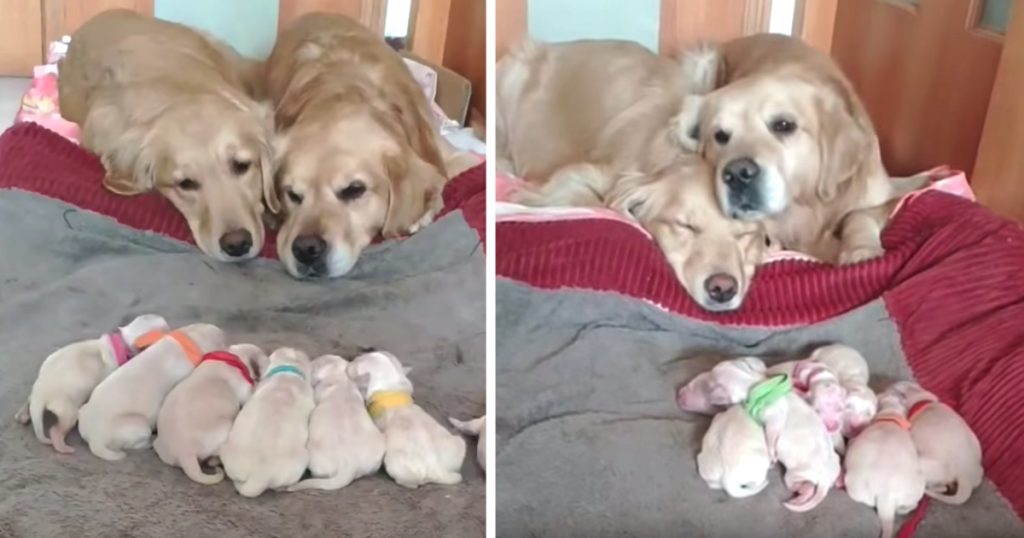 Golden Retriever Parents Adorably Watch Over Their Newborn Pups