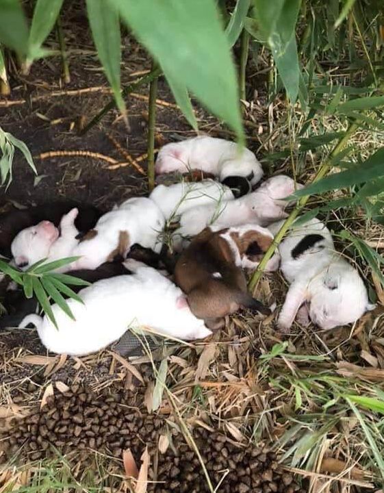 9 newborn puppies and their mother abandoned in San Antonio bushes