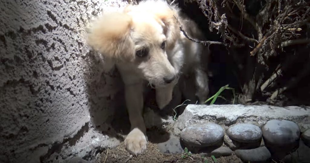 Microchipped Dog No Longer Wanted By His Owner Found In The Bushes