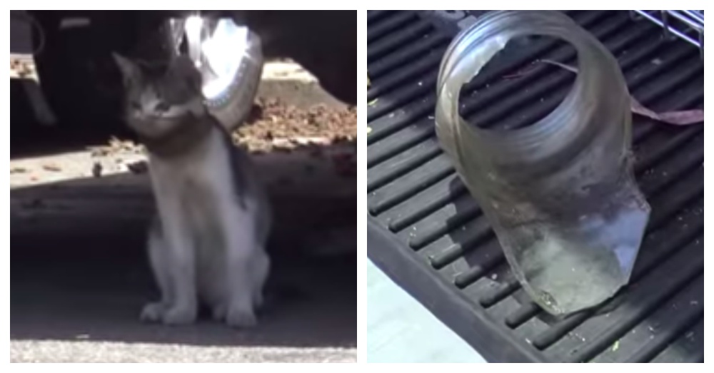 Rescuers Save A Stray Kitten With A Broken Glass Jar Around His Neck