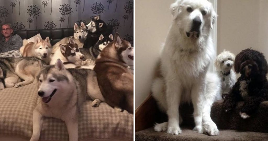 20 Photos That Show How Life Is With More Than One Pet