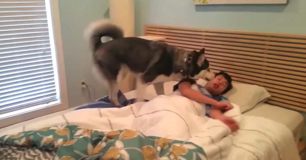 Husky Tries Waking His Human Brother To Play, Resorts To Cuddling Instead
