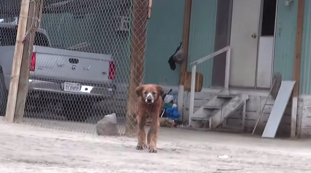 Stray Dog Found At The Border Needed A Lot More Than Food In His Life