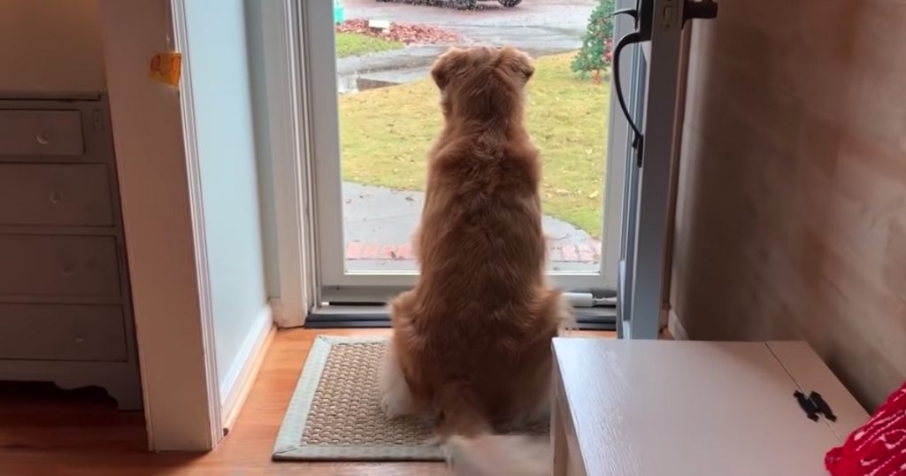 Mom Documents Pippin The Golden Retriever’s Obsession With Delivery People