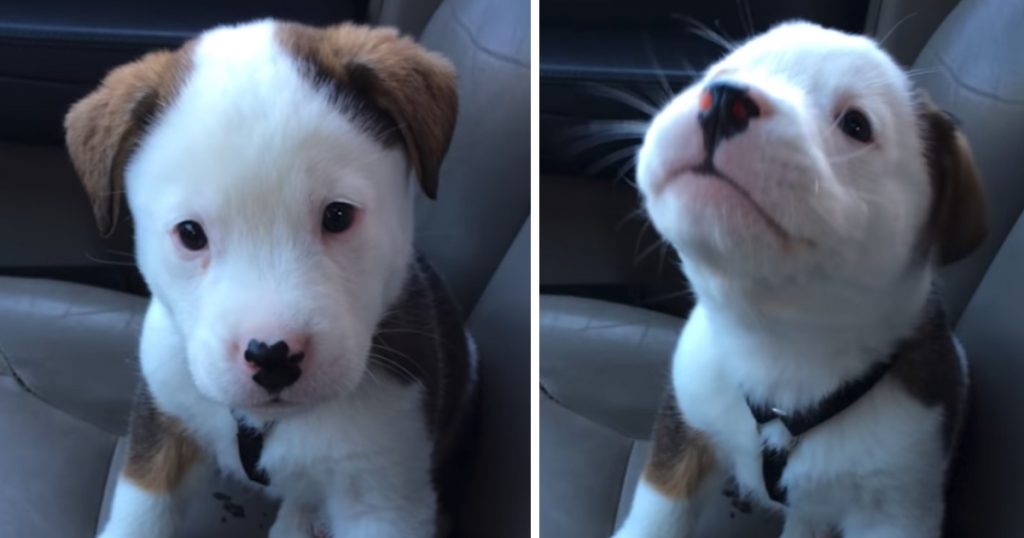 Cute Puppy’s First Bout With Hiccups Has Him Beside Himself With Frustration