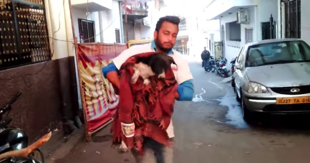 Stray Dog Lay Whimpering In The Streets Wishing For A Better Life