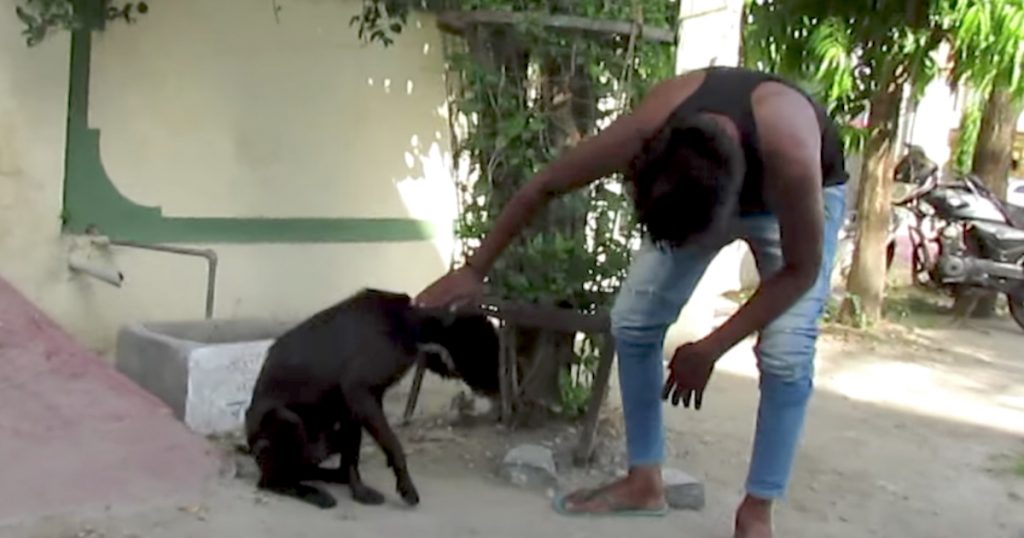 Street Dog Found On Death’s Doorstep Transformed In Only Two Weeks