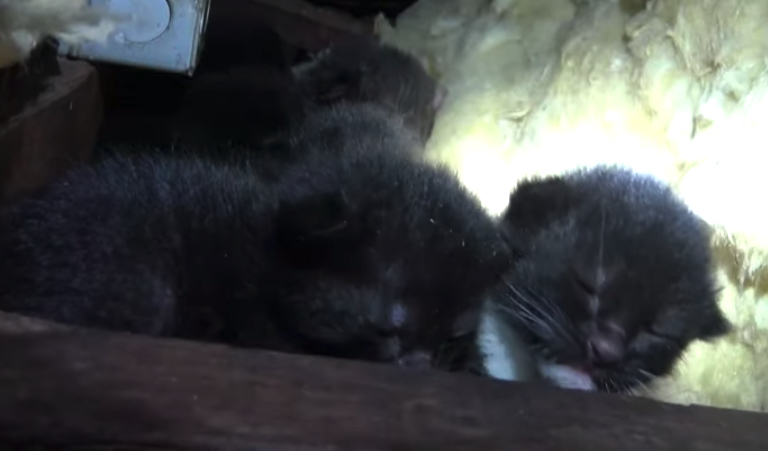 Mama Keeps A Close Eye As Rescuers Pull Kittens From The Attic One By One