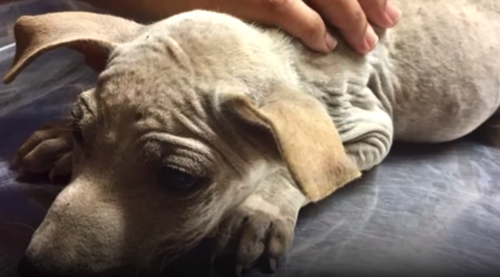 Stray Snuggles Into Rescuer’s Arms Knowing That He’s Finally Safe