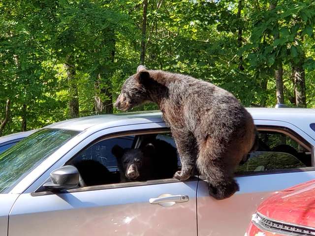 Man Goes Outside And Sees A Family Of Bears Trying To Steal His Car