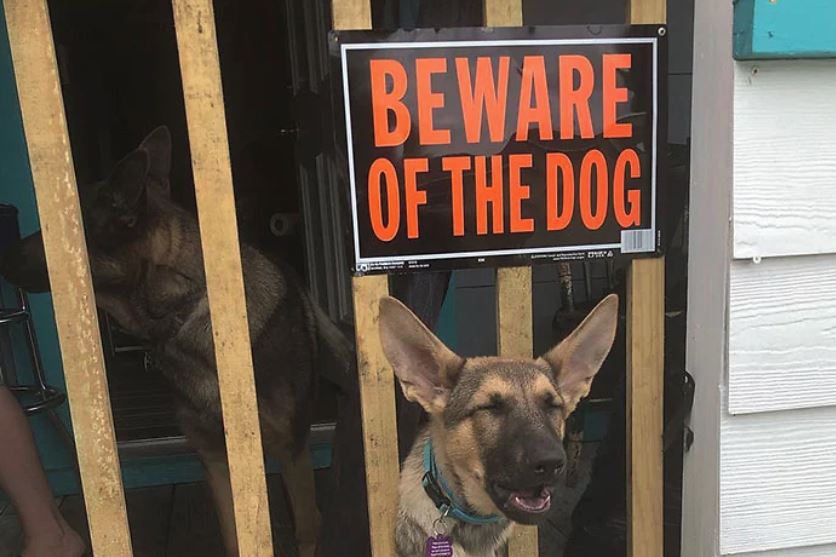 19 Very Vicious Dogs Labeled With ‘Beware’ Signs For Your Own Good