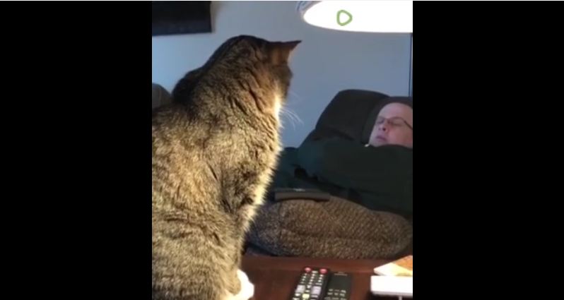 Rude cat humorously wakes up owner