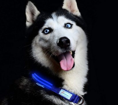 Pet Industries Metal Buckle LED Dog Collar
